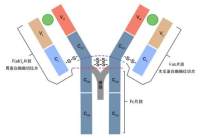 Phospho-SHP-2 (Tyr580) (D66F10) Rabbit mAb