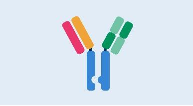 UBC3 Antibody