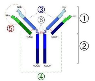 HIF-1β/ARNT (D28F3) XP® Rabbit mAb