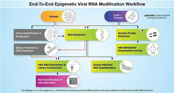 全套病毒RNA m6A甲基化修饰研究工具来了！