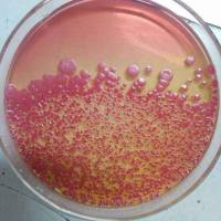 营养肉汤(NB)颗粒说明书