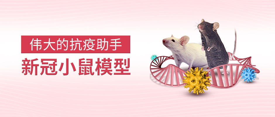 新冠小鼠模型-伟大的抗疫助手