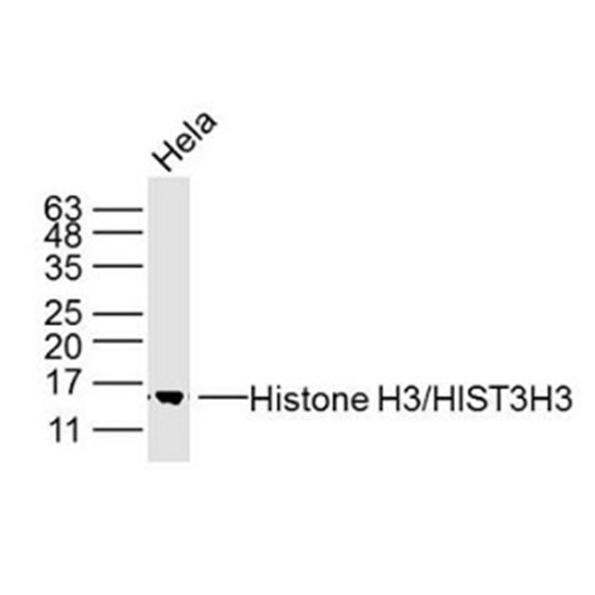 anti-Histone H3/HIST3H3 