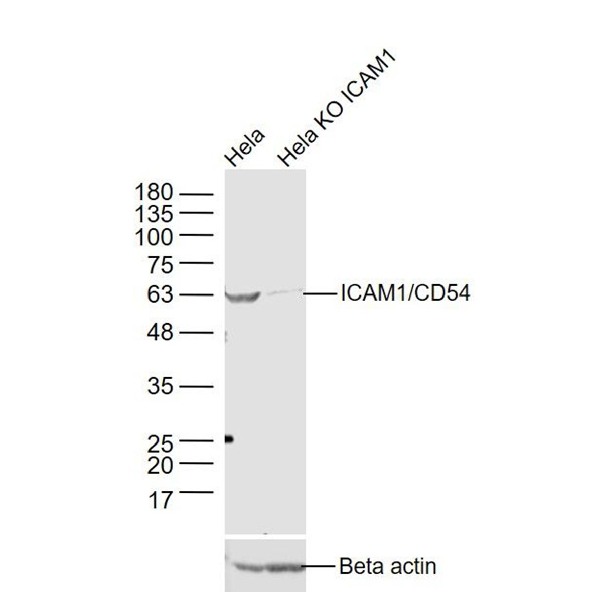 anti-ICAM1/CD54
