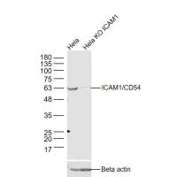 anti-ICAM1/CD54