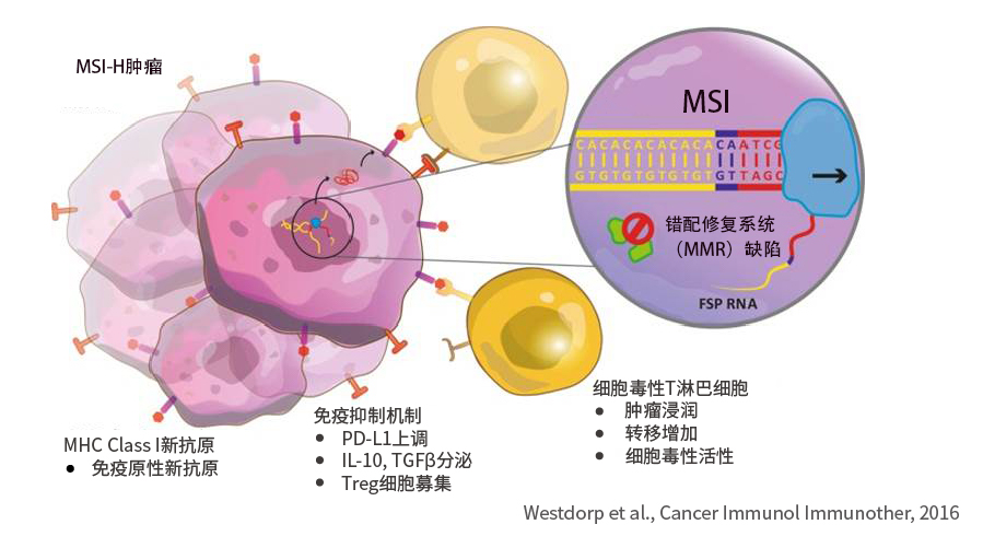 什么是 MSI-H 肿瘤?--自成一派