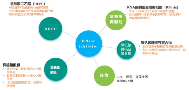 从圣湘上市看上游分子酶产业发展之细--RNasin