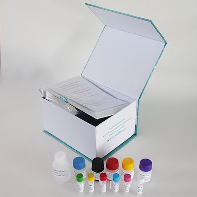 人核糖体蛋白L41(RPL41)ELISA试剂盒