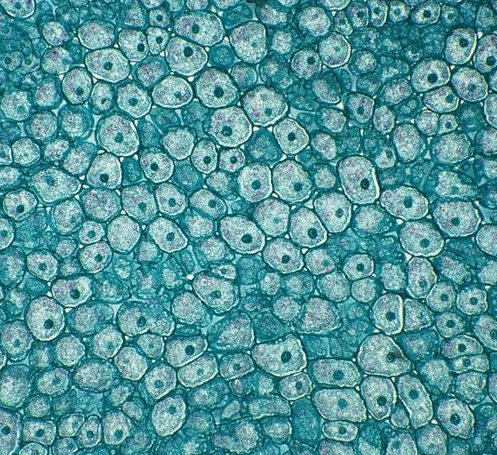 大鼠肾上腺嗜铬细胞瘤细胞 未分化