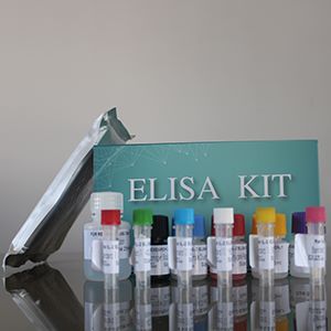 大鼠表皮生长因子（EGF）ELISA试剂盒