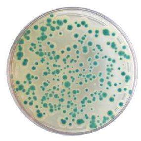 Cryptococcus laurentii var.laurentii 罗轮隐球酵母罗轮变种