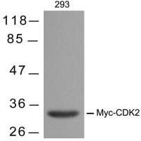 Myc-Tag Mouse Monoclonal Antibody