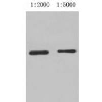 GST-Tag Mouse Monoclonal Antibody