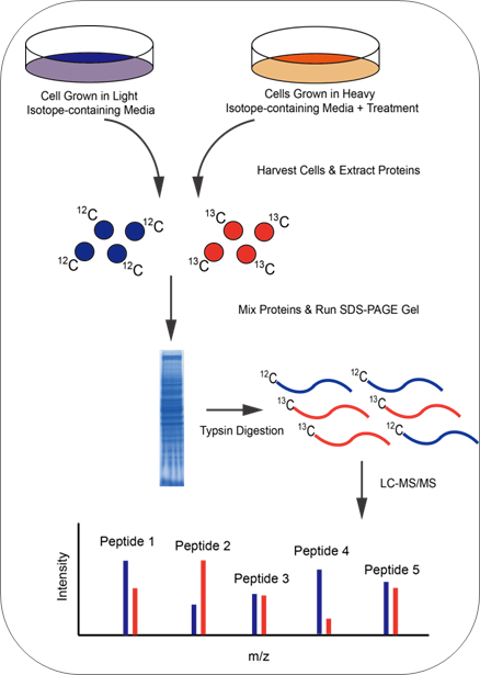 SILAC蛋白质组学服务