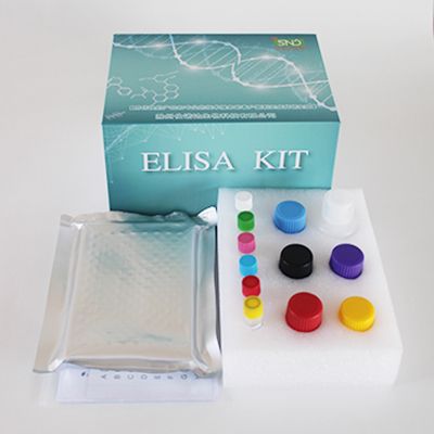 小鼠血管紧张素Ⅱ(ANG-Ⅱ)ELISA Kit