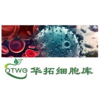 WEHI 231小鼠B淋巴细胞|WEHI 231细胞|小鼠B淋巴细胞|WEHI 231细胞|小鼠B淋巴细胞|WEHI 231