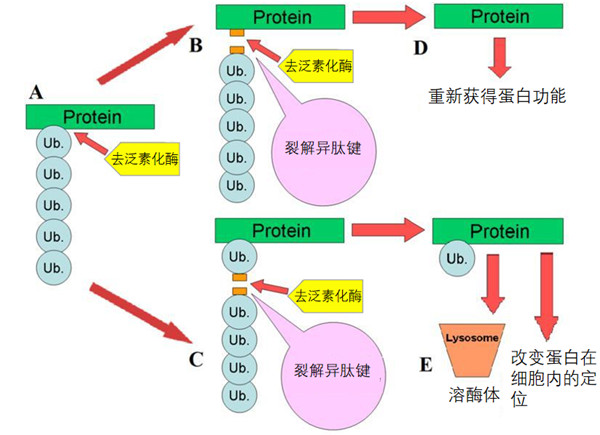 去泛素化酶(DUB)的5大家族，你了解多少？