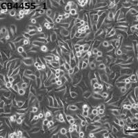 细胞系进口服务
