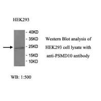 PSMD10 Antibody