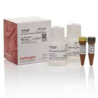 Invitrogen™ No-Stain™ 免染型蛋白标记试剂