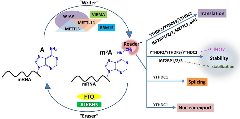 Amazing：m6A调控的全新机制