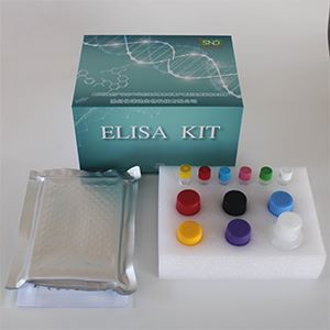 大鼠促肾上腺皮质激素(ACTH)ELISA Kit