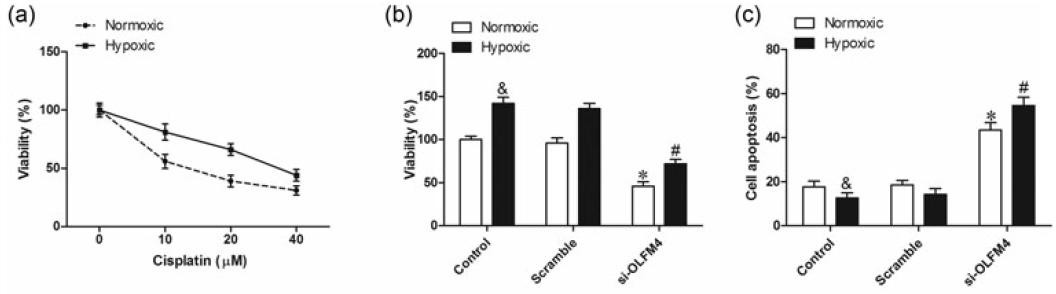 Ruskinn低氧工作站细胞领域研究——敲除 OLFM4/HIF1α减少非小细胞肺癌的低氧诱导损伤、化学耐药性和上皮细胞向间充质干细胞的转移