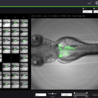 果蝇高内涵成像筛选系统，果蝇筛选系统