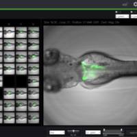 果蝇高内涵成像筛选系统，果蝇筛选系统