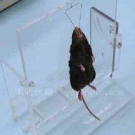 动物气管内给药手术台,大小鼠气管插管手术台