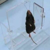 动物气管内给药手术台,大小鼠气管插管手术台