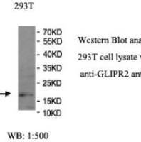 GLIPR2 Antibody
