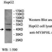 MYBPHL Antibody