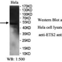 ETS2 Antibody