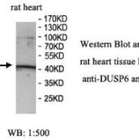 DUSP6 Antibody