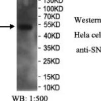 SNX32 Antibody