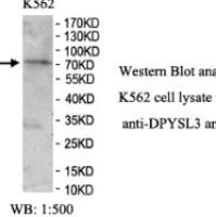 DPYSL3 Antibody