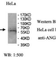 ANGPTL1 Antibody