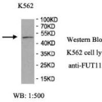 FUT11 Antibody