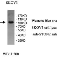 STON2 Antibody