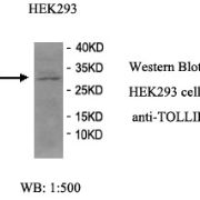 TOLLIP Antibody