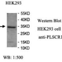 PLSCR1 Antibody