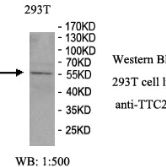 TTC26 Antibody