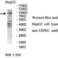 VEPH1 Antibody