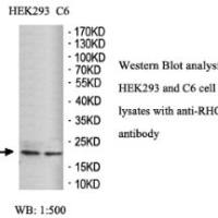 RHOA Antibody