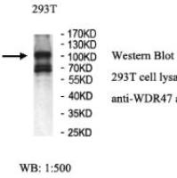 WDR47 Antibody