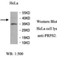 PRPS2 Antibody