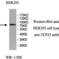 TCF25 Antibody