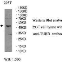 TUBB Antibody