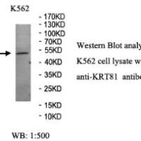 KRT81 Antibody